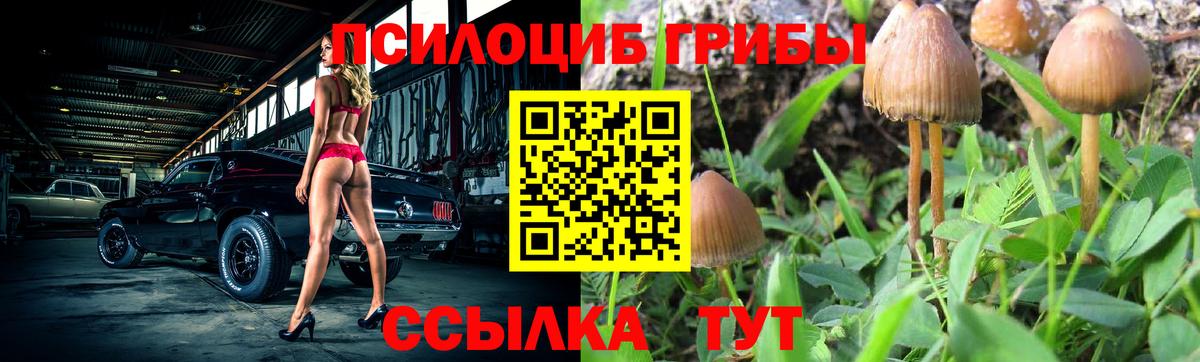 Галлюциногенные грибы Psilocybine cubensis Волоколамск